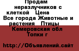 Продам 2 неразлучников с клеткой › Цена ­ 2 500 - Все города Животные и растения » Птицы   . Кемеровская обл.,Топки г.